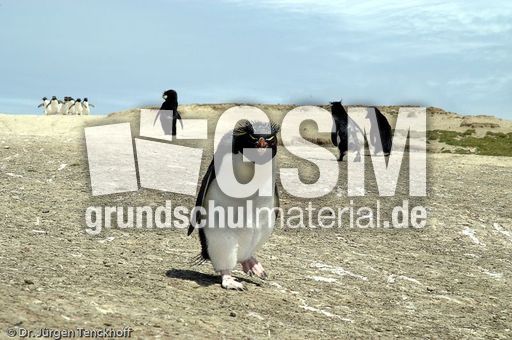 Felsenpinguine (15 von 40).jpg